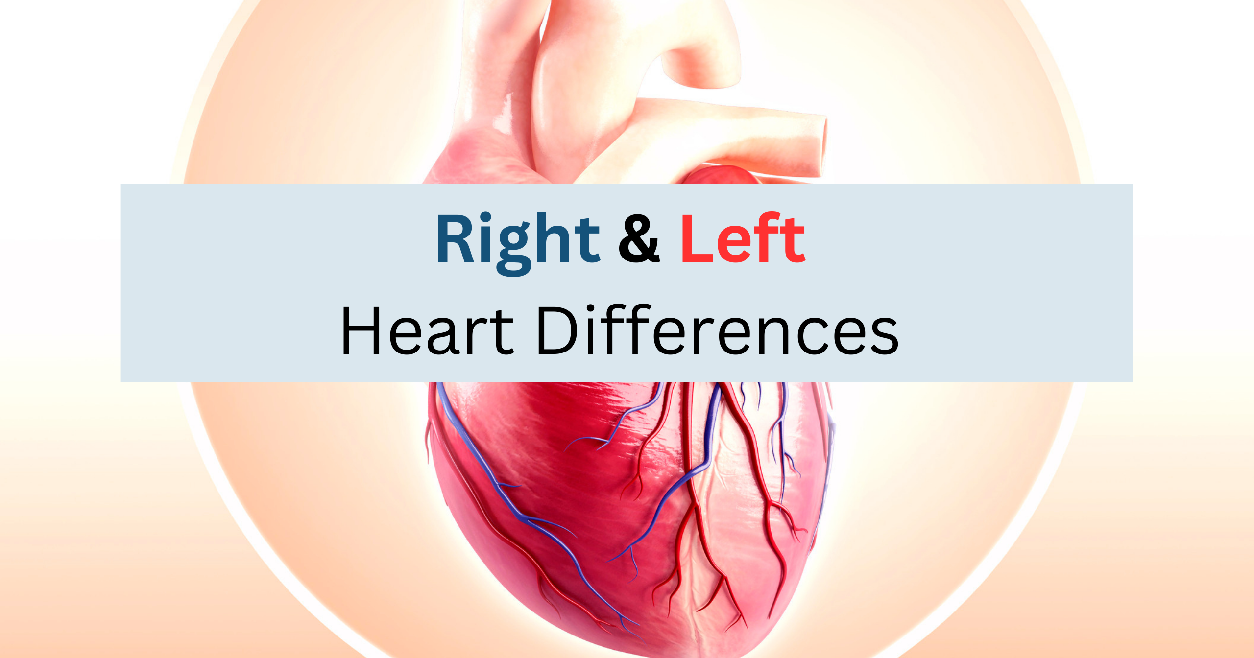 ight side heart vs left side heart differences ISeeU_Nure Sarah Vance ICU
